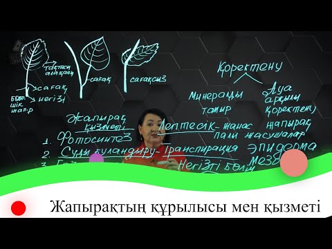 Видео: Жапырақтың құрылысы мен қызметі. 7 сынып.
