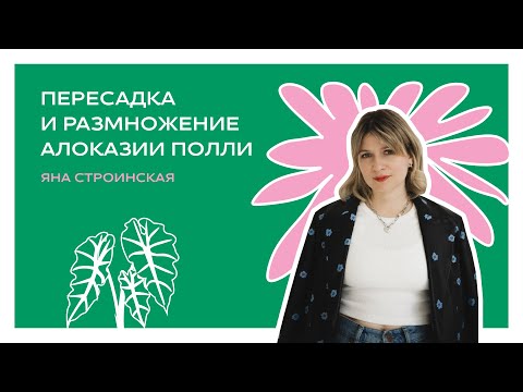 Видео: Пересадка и размножение Алоказии Полли