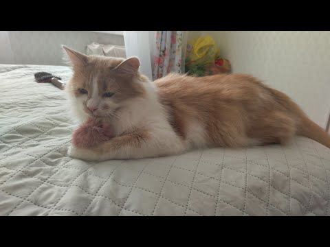 Видео: Кот Фунтик полюбил детское питание.Уйдут ли проблемы?