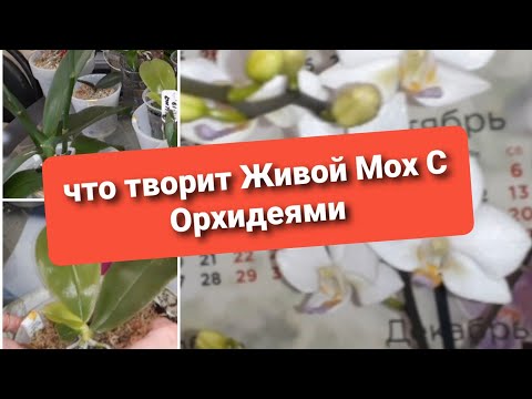Видео: Растут_#реАнимируются_#пересадка_орхидей#Орхидеи_Мох_Сфагнум_рост