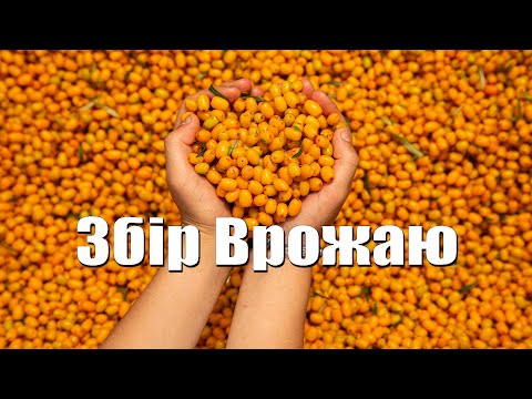 Видео: Збір врожаю обліпихи 2023р. СФГ Золото Карпат