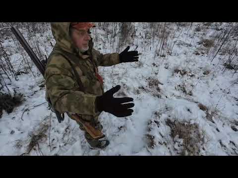 Видео: Заяц "подставил" братца лиса.
