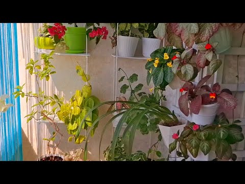 Видео: Огляд кімнатних рослин.🪴Червень 2025🪴