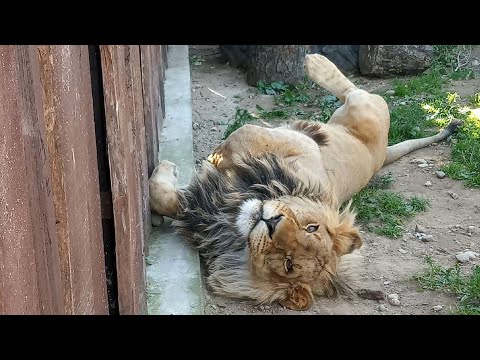 Видео: Лев ШЕРХАН ищет вакансию  ландшафтного дизайнера. СМЕЯТЬСЯ РАЗРЕШАЕТСЯ. (1 выпуск)