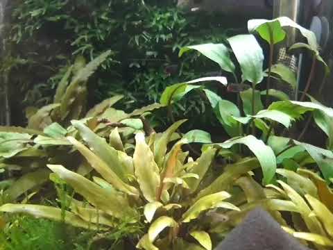 Видео: Сбивчивый рассказ о наших приключениях