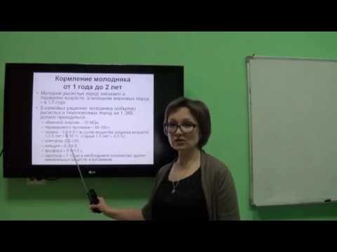 Видео: Козина Е.А. Кормление лошадей (2 часть)