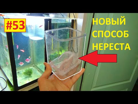 Видео: 53# НОВЫЙ СПОСОБ НЕРЕСТА ДАНИО