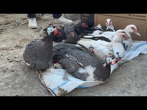 Видео: ТУРТКУЛ 21 СЕТЯБРЫ ТАВУК БОЗОР НАРХЛАРИ