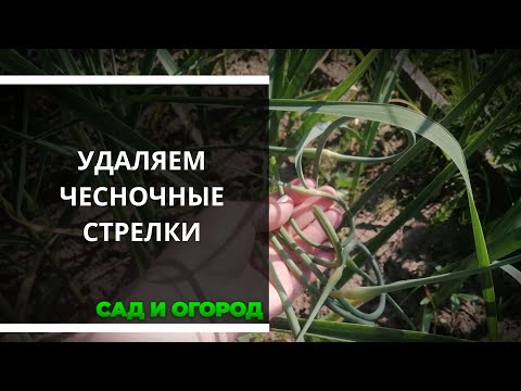 Видео: Нужно ли обрывать стрелки у чеснока? Когда и как это делать