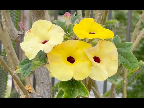 Видео: ГИГАНТ Uncarina peltata Succulent - Episode 213