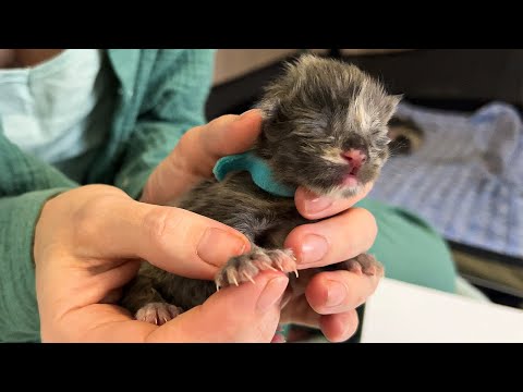 Видео: ОСОБЕННОСТИ ПОЛИДАКТИЛИЙНЫХ КОТЯТ МЕЙН-КУНА МЕЛИССЫ / Рассматриваем многопалых малышей