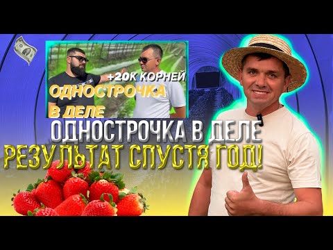 Видео: /Клубничный бизнес/КАК СЕБЯ ПОКАЗАЛА ОДНОСТРОЧКА СПУСТЯ ГОД