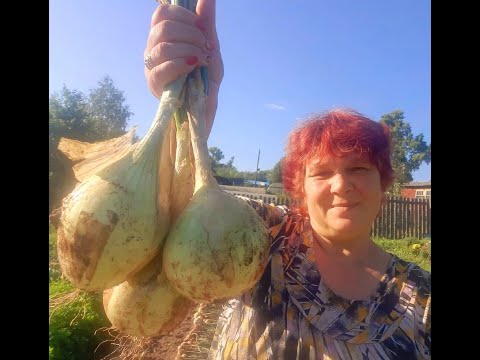 Видео: ЛУК из Семян💯 Выращивание ЛУКА от ПОСЕВА до УБОРКИ📌 Посев ЛУКА ПОРЕЯ🌱👌