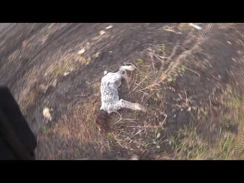 Видео: что случилось с щенком дратхаара???