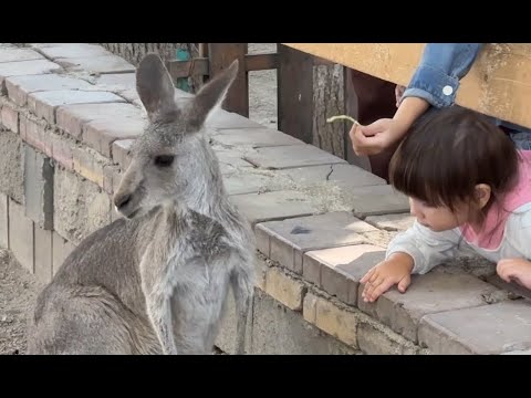 Видео: Алматинский зоопарк. Сокращенная версия