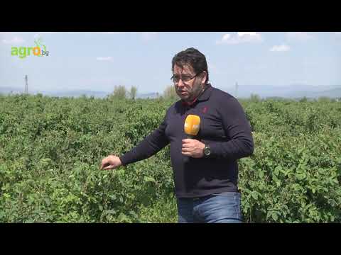 Видео: Торене на маслодайна роза