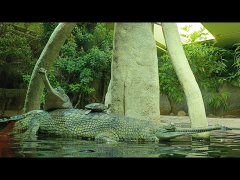 Видео: ПРАЗЬКИЙ ЗООПАРК . ZOO Praha 2024 рік.  Один з найкрасивіших Зоо на планеті .