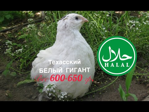 Видео: Техасец Белый ГИГАНТ Часть 2 | Ответы, вес гигантов.