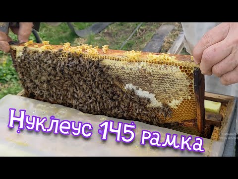 Видео: Пасіка дяді Міші - Як працює Вулик (Нуклеус) на 145 рамку