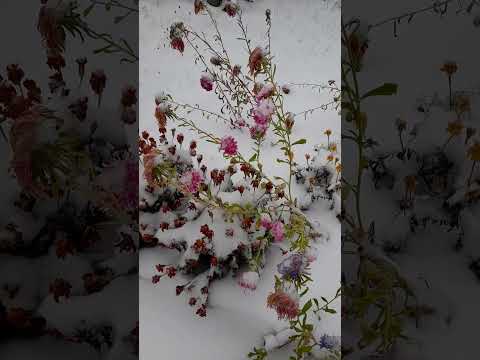 Видео: Не яблоки на снегу. #снег#зима#зима 2024#снегопад