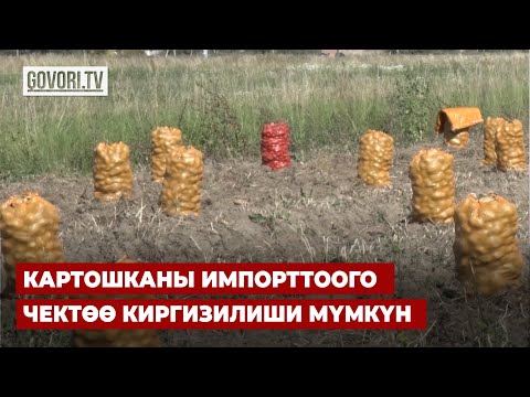 Видео: Картошканы импорттоого чектөө киргизилиши мүмкүн