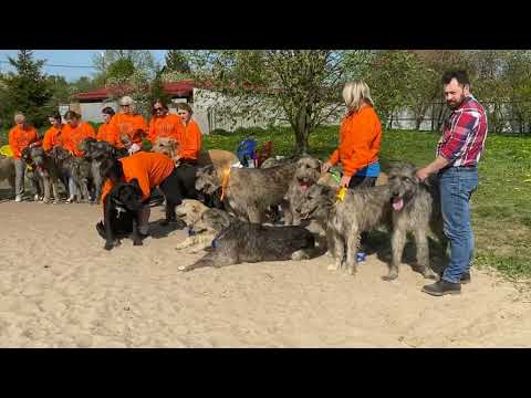 Видео: Выставка волкодавов 2020