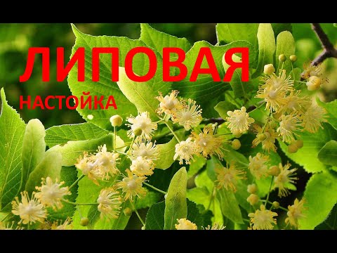 Видео: Липовая настойка