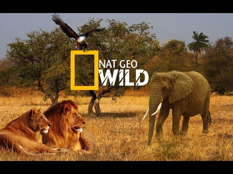 Видео: Nat Geo Wild. Мир Документальных Фильмов
