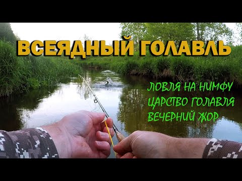 Видео: Всеядный голавль. Ловля голавля на нимфу. Вечерний жор рыбы.