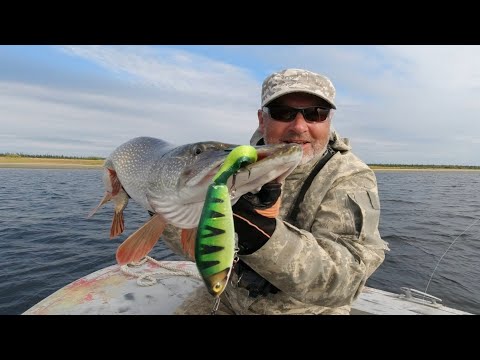 Видео: Мой топчик хвостатых джеркбейтов сезона 2023