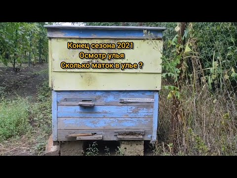 Видео: КАНАДСКАЯ СИСТЕМА В УЛЬЕ ЛЕЖАКЕ || 300 КГ МЕДА С ОДНОГО УЛЬЯ #2