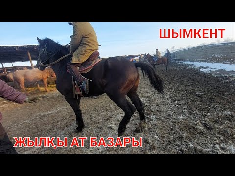 Видео: Бүгінгі Жылқы бағалары Шымкент