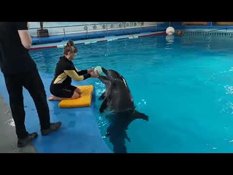 Видео: Отель Dolphin planet Ярославль. Встреча с дельфинами.