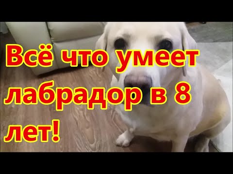 Видео: Всё что умеет лабрадор в 8 лет