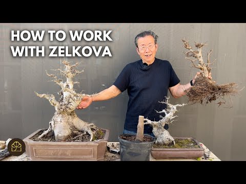 Видео: Как превратить дзелькву в бонсай: 4 дерева, 4 размера, 4 способа