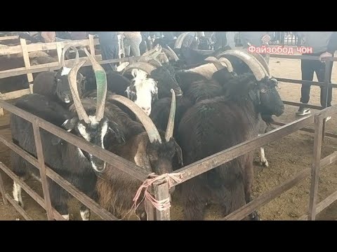 Видео: Молбозори Шахри Вахдат 28 октябрь 2025 