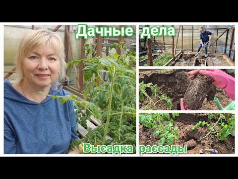 Видео: Высаживаем РАССАДУ ТОМАТОВ.Что ПОЛОЖИЛА в ЛУНКИ Как готовим грядки Есть пострадавший