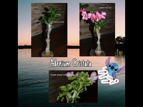 Видео: АДЕНИУМ. Коллекция редких адениумов #8. Адениумы Cristata (кристатные)