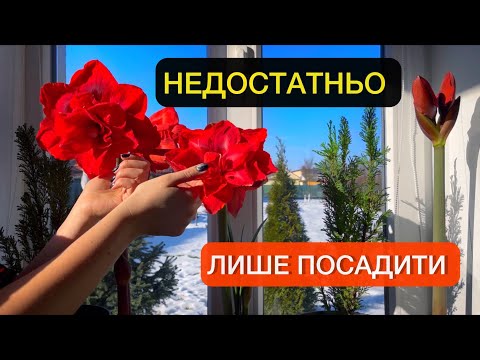 Видео: Гиппеаструм (Амариллис). Правильная посадка и последующий уход. Цветы будут гигантскими.