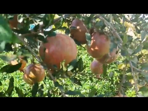 Видео: Анар қаламшаларын қалай егеміз