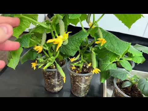 Видео: ЖАЛЕЮ ЧТО РАНЬШЕ ТАК НЕ ВЫРАЩИВАЛА ОГУРЦЫ, РАССАДА ОГУРЦОВ НЕ ЛЮБИТ ЭТИ 10 ВЕЩЕЙ