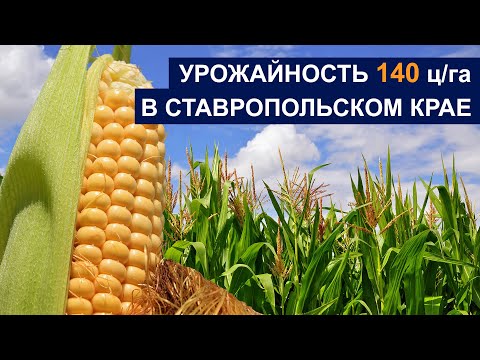 Видео: 140 центнеров с гектара в Ставропольском крае? Умеем и практикуем!