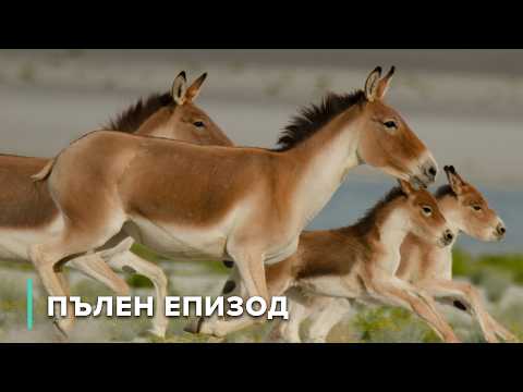 Видео: Кралят на пасищата на Ладакх | В дивата Индия 103