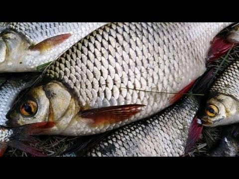 Видео: В ЧЕМ СЕКРЕТ ЛОВЛИ Осенняя ловля плотвы