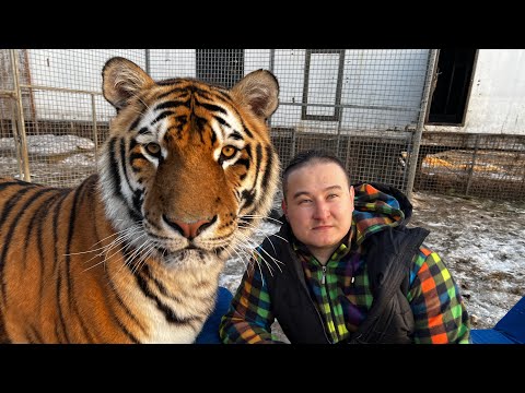 Видео: Тигра нельзя заводить в дом - он будет таскать Диван 👍☝️