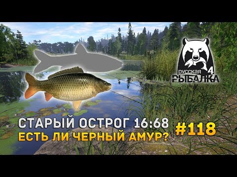 Видео: Русская Рыбалка 4 #118 - Старая новая точка. Есть ли Черный Амур?
