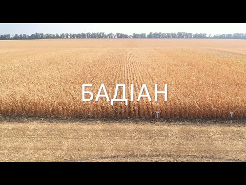 Видео: Гібрид кукурудзи Бадіан від DSV