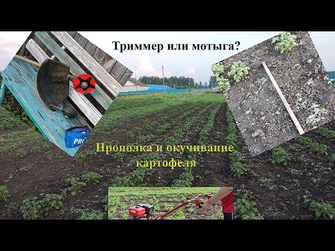 Видео: Прополка и окучивание картофеля в 2025 г | Опрыскивание картофеля