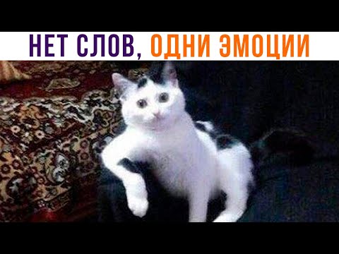 Видео: НЕТ СЛОВ, ОДНИ ЭМОЦИИ))) Приколы | Мемозг 908