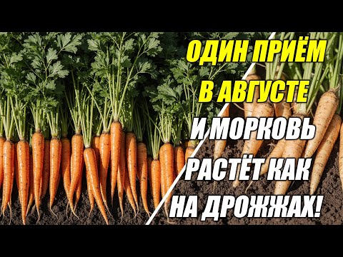Видео: Морковь в августе растёт медленно — одна подкормка, и урожай удвоится